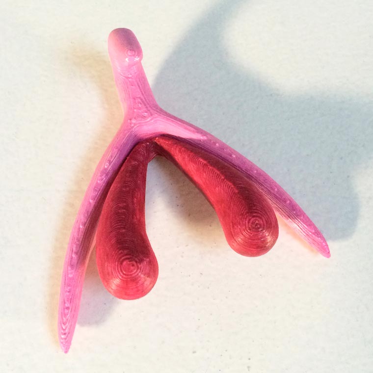 Clitoris 3D