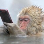 Un macacos japones mira un smartphone